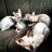Perfecats