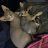 Sphynxmamax2