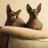 TwoSphynx