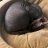 sphynxgrey