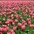 aleeza224