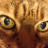 Mr. Catzzz