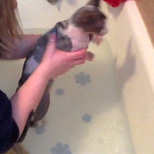 How to bathe a sphynx cat.