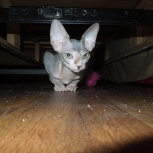 under the couch