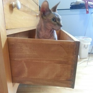 Peche and the drawer