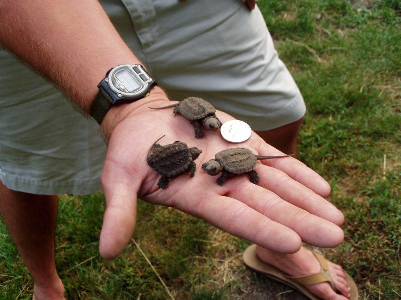 BabySnappers.jpg