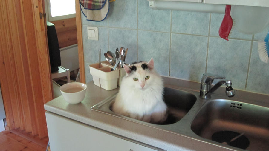 a_cat_in_the_kitchen_sink_by_hydracarina-d3lm67j.jpg