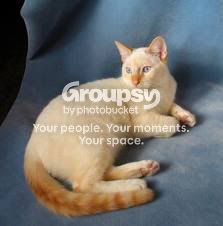flamepointcat.jpg