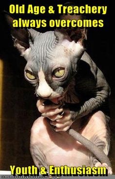 Sphynx Memes | Sphynxlair