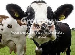 cow.jpg