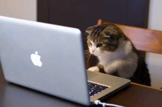 apple+cat.jpg