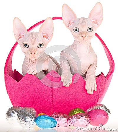 2-sphynx-kittens-easter-basket-12418385.jpg