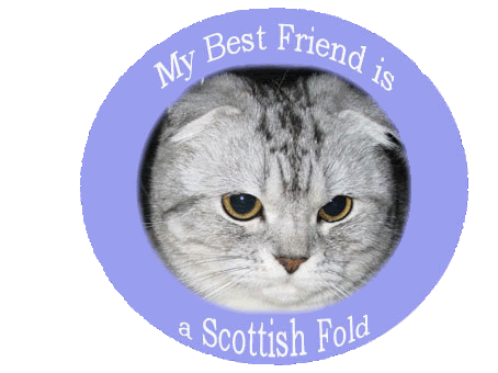 best-friend-stirling-scottish-fold.gif