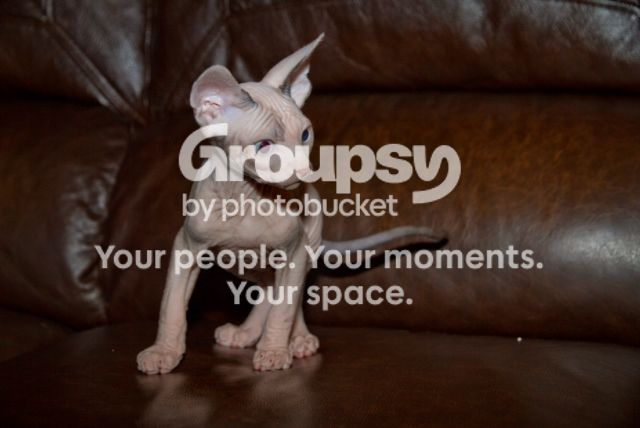 Loki9weeks_zps14927793.jpg