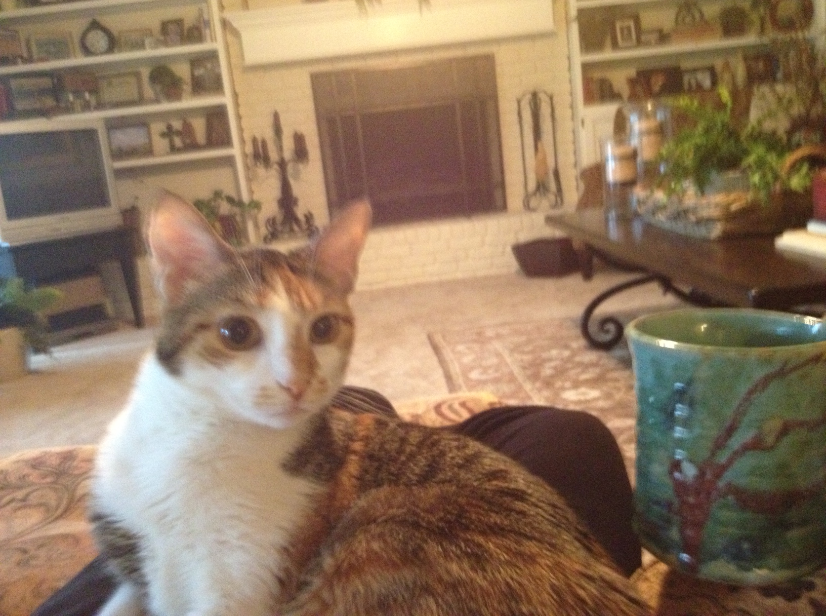 cat-and-coffee.jpg