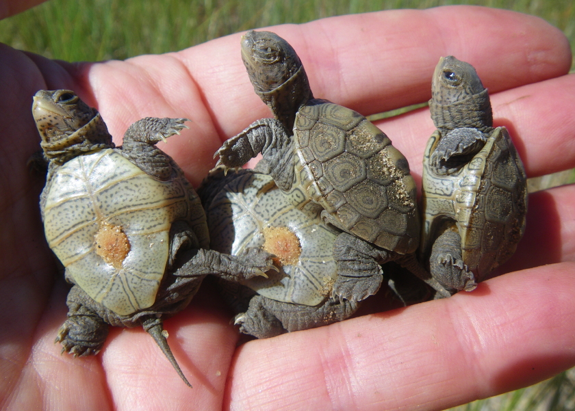 DBT-hatchlings-13-Aug-2010-001-840.jpg