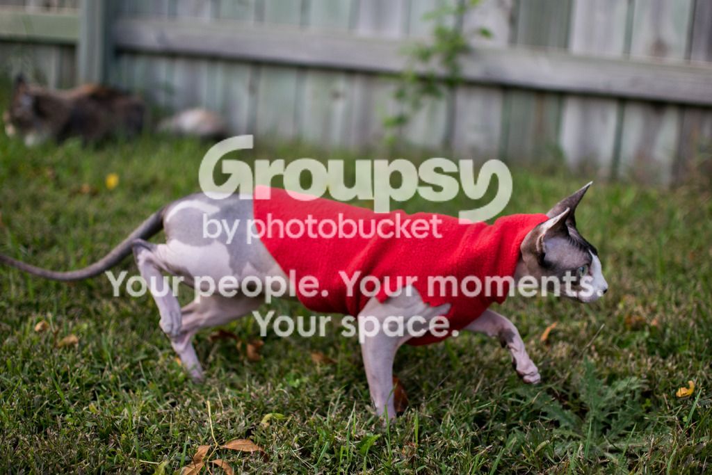 DSC_0602_zpsraa3mqoz.jpg