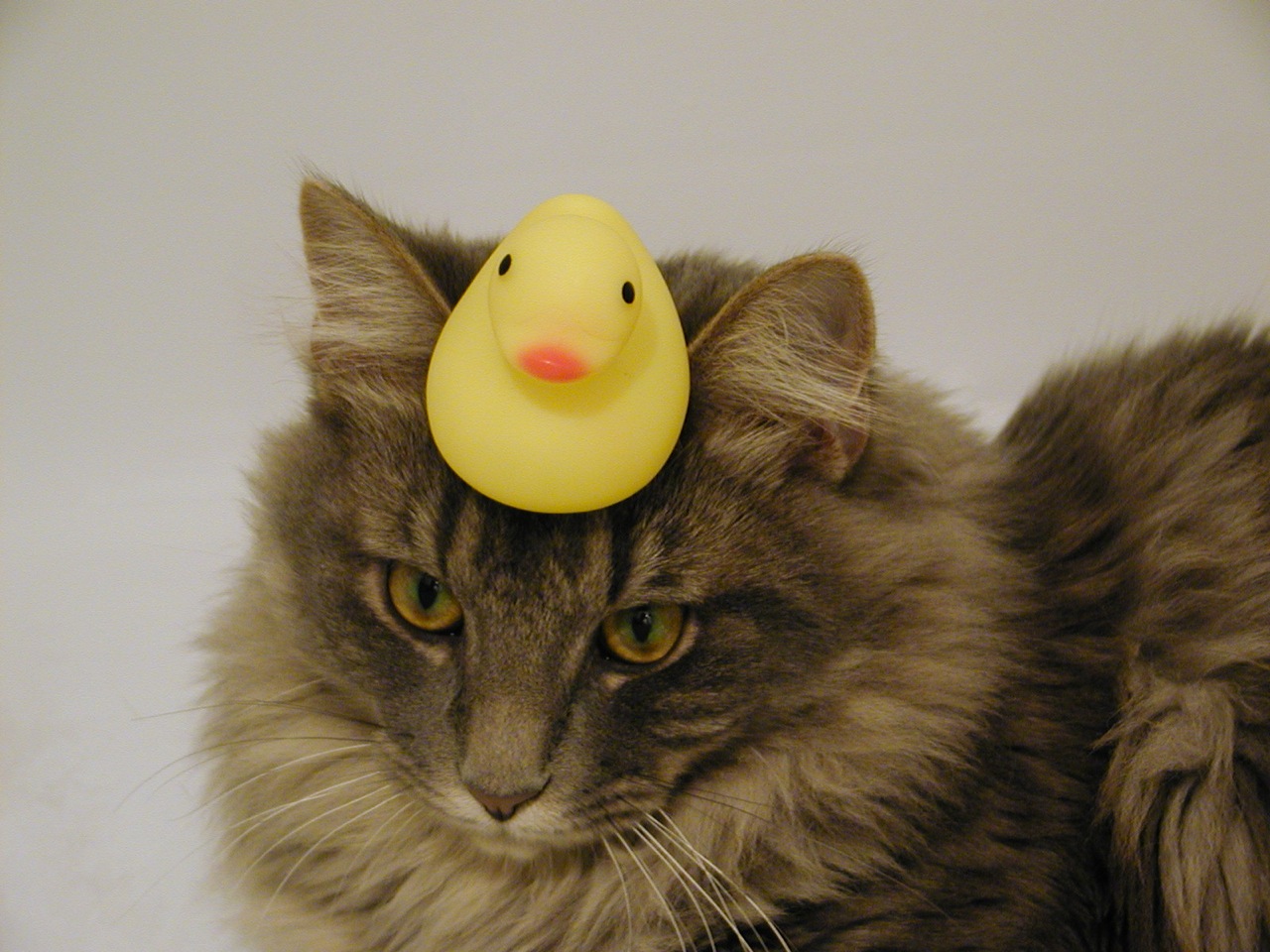 Long_hair_tabby_cat_with_a_rubber_duck.jpg