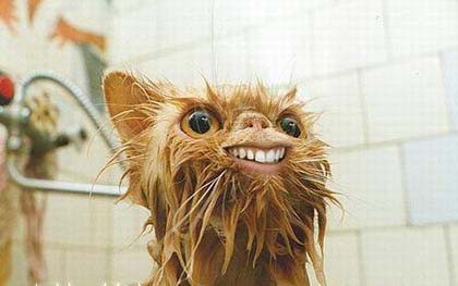 cropped-cropped-cropped-smiling_wet_cat11.jpg