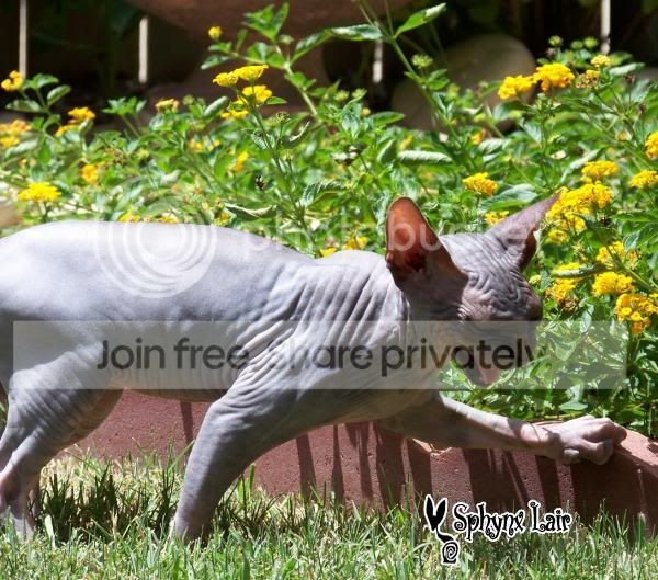 Dinka.jpg
