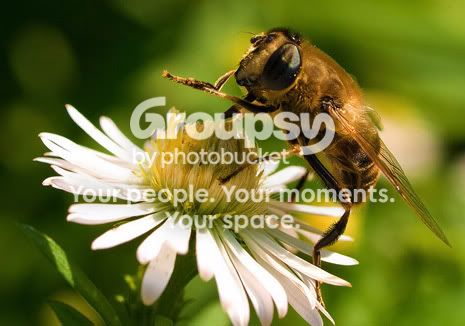 HoneyBee_FW.jpg