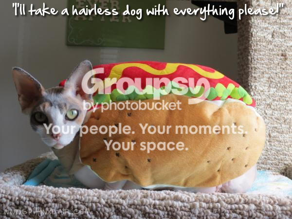 hairlesssphynxdog_zps6018f8c6.png