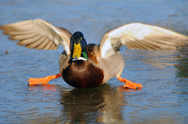 slidey-duck.jpg