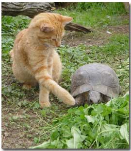 tortoiseandcat.jpg
