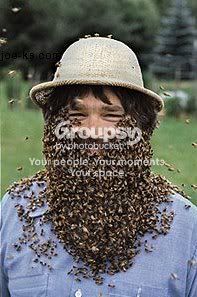 bees.jpg
