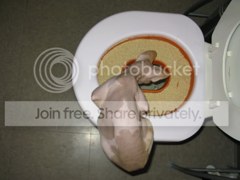 AmberStage5.jpg