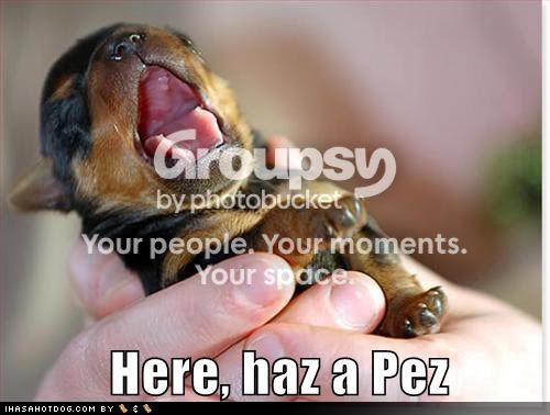 cute-puppy-pictures-pez-dispenser1-1.jpg