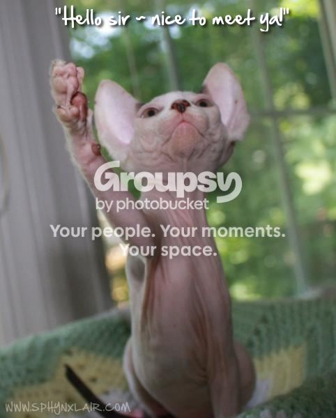 hellosphynx_zps56f82133.png