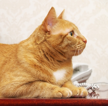 cat-with-telephone.jpg