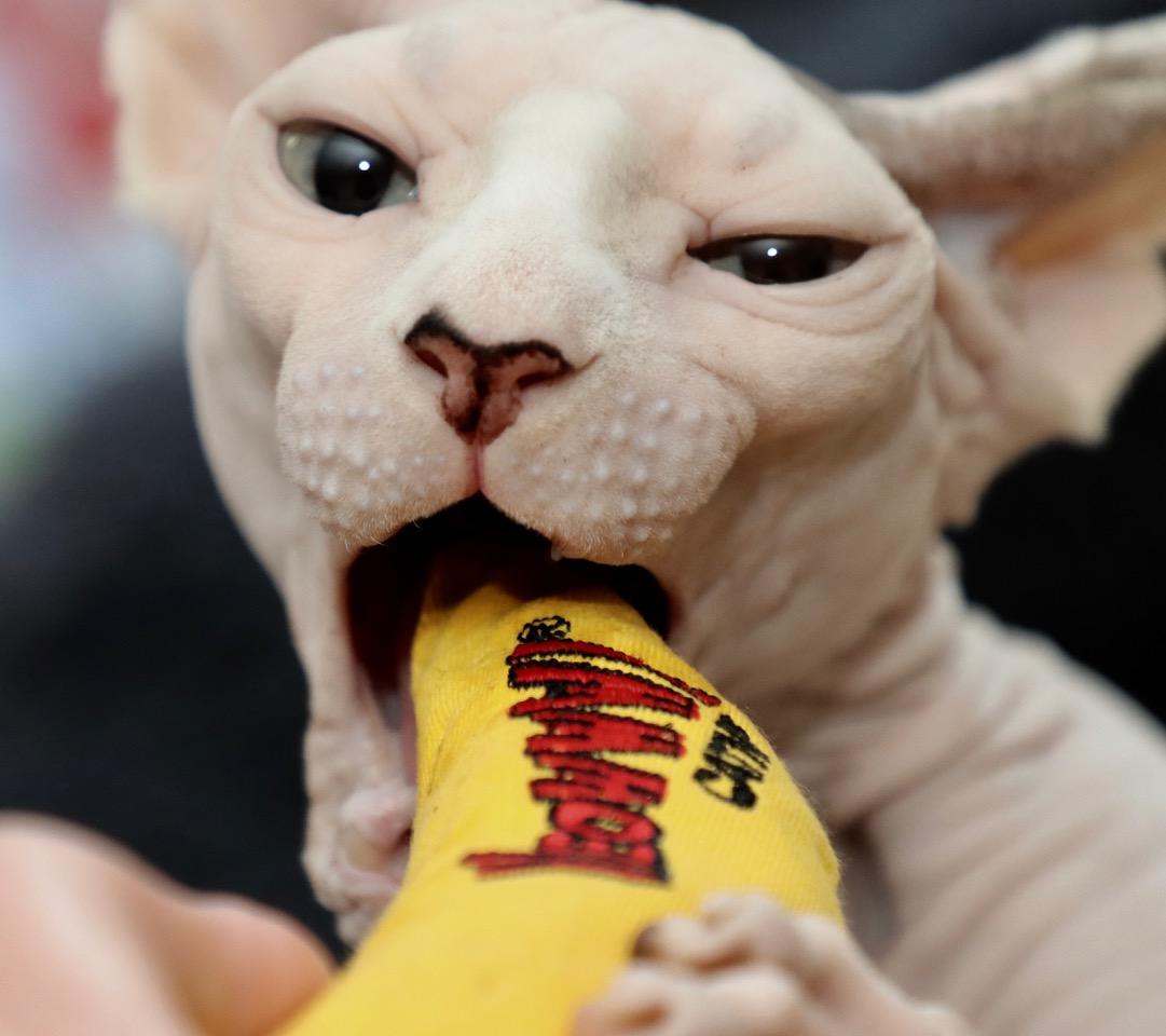 7003ea384eeef5503abb8676431389d1.jpeg