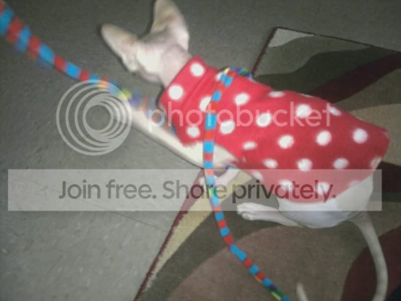 LiloplayingwithCatDancer2.jpg