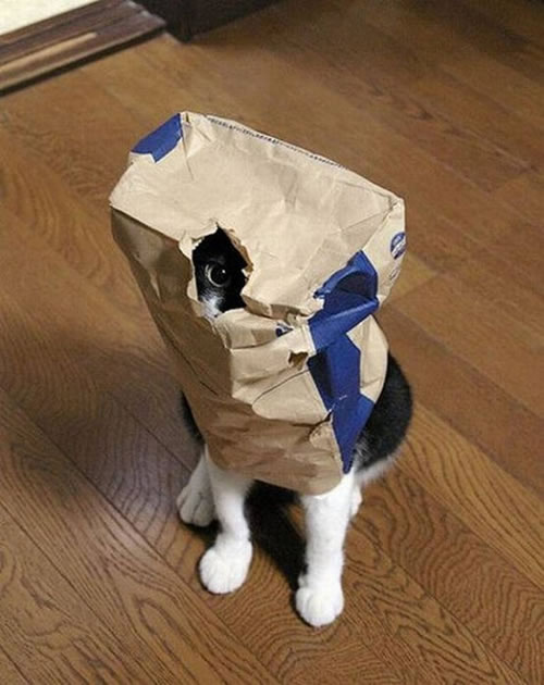 20-Cats-Who-Fail-At-Playing-Hide-And-Seek-3.jpg