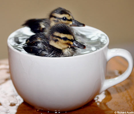ducklings-in-a-teacup.jpg